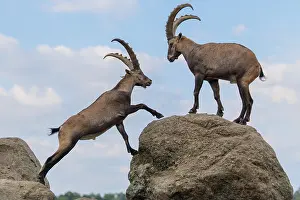 Two male ibexes (Capra ibex) stand facing each other on a rock and playfully fight with each other