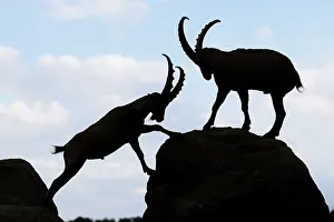 Two male ibexes (Capra ibex) stand facing each other on a rock and playfully fight with each other