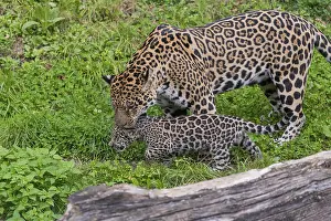 One male jaguar baby (Panthera onca)