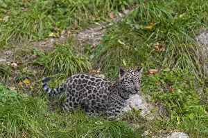 One male jaguar baby (Panthera onca)