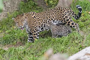 One male jaguar baby (Panthera onca)
