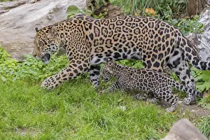 One male jaguar baby (Panthera onca)