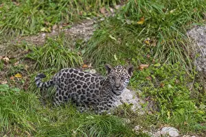 One male jaguar baby (Panthera onca)