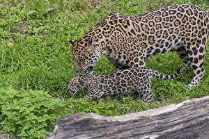 One male jaguar baby (Panthera onca)