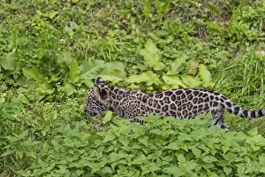One male jaguar baby (Panthera onca)