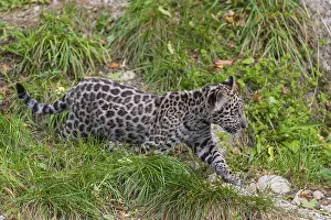 One male jaguar baby (Panthera onca)