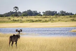 Male Kudu in front of water in the Okavango delta
