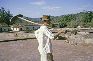 Male labourer carrying a shovel to dry coffee on a farm, Fazenda Sant Anna, Campinas, Brazil, South America 1962, South America