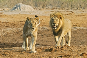 Male lion with lioness (Panthera leo)