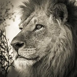 Male lion (Panthera leo), Okavango Delta