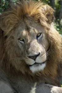 Male lion (Panthera leo), portrait