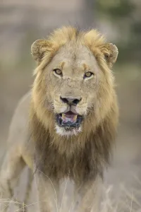 Male lion in the wilderness of Africa