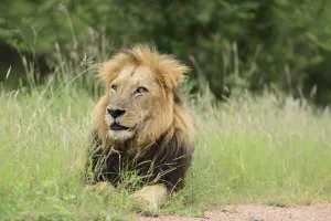 Male lion in the wilderness of Africa