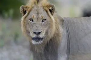Male lion in the wilderness of Africa
