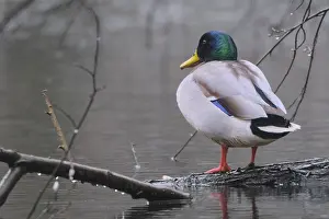 Male mallard, mallard drake (Anas platyrhynchos)