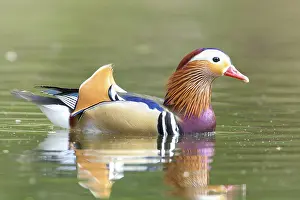 Male Mandarin Duck in breeding plumage