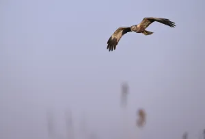Male marsh harrier (Circus aeruginosus) flying over reeds