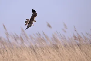 Male marsh harrier (Circus aeruginosus) flying over reeds