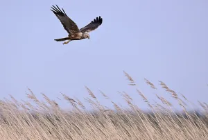 Male marsh harrier (Circus aeruginosus) flying over reeds