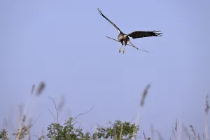 Male marsh harrier (Circus aeruginosus) landing with a twig in its beak)