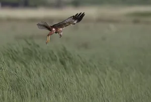 Male marsh harrier (Circus aeruginosus) in shaking flight over green reeds