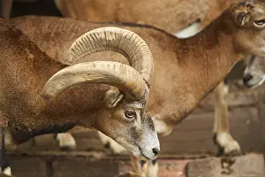 Male Mouflon (Ovis gmelini), portrait