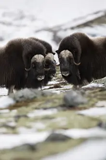 Category Scandinavia Prints: Male musk oxen (Ovibos moschatus)