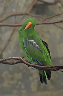 Male noble parrot (Eclectus roratus)