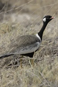 Male Northern Black Korhaan in the Etosha National Park