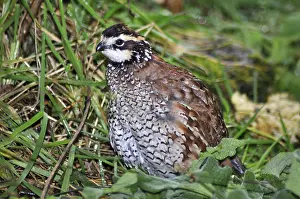Male Northern Bobwhite, Virginia Quail or Bobwhite Quail