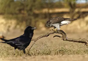 Male northern goshawk (Accipiter gentilis)
