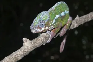 Male Panther Chameleon (Furcifer pardalis)