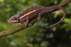 Male panther chameleon (Furcifer pardalis)