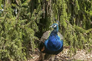 Male peacock amid coniferous greenery background closeup