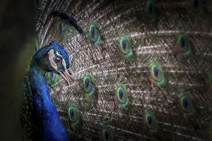 Male Peacock also known as the common peafowl