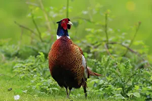 A male pheasant close-up in the wild