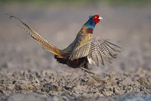 Male Pheasant (Phasianus colchicus) courtship