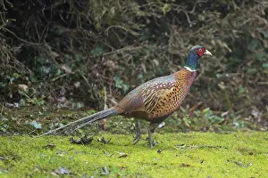 Male pheasant walking in green grass in front of garden hedge looking right