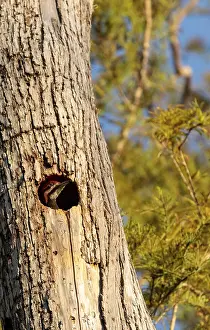 Male pileated woodpecker bird Dryocopus pileatus in the hole of a pine tree at the Corkscrew Swamp Sanctuary in Naples