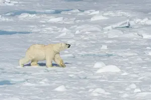 Male polar bear (Ursus maritimus) walking on pack ice