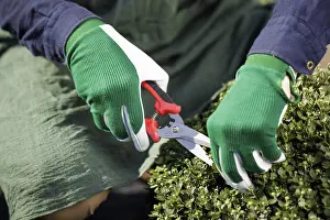 Male professional gardener clipping trees or plants in the horticulture