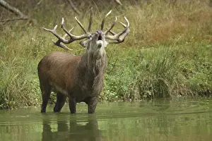 Male red deer (Cervus elaphus) standing in water during rutting