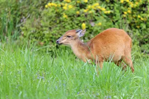A male Red Forest Duiker (Cephalophus natalensis) stands in a green meadow