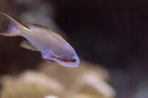 Male Redcheeked anthias fish Pseudanthias hutchi swims over a coral reef