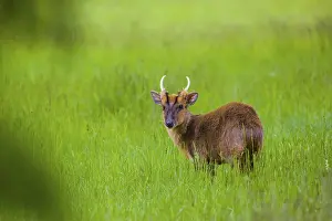 One male Reeves's muntjac (Muntiacus reevesi) stands on a green meadow<br>One male Reeves's muntjac (Muntiacus reevesi)