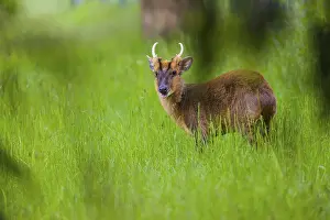 One male Reeves's muntjac (Muntiacus reevesi) stands on a green meadow<br>One male Reeves's muntjac (Muntiacus reevesi)