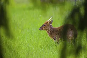 One male Reeves's muntjac (Muntiacus reevesi)