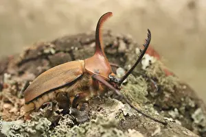 A male Rhinoceros Beetle on a moss covered log in Cotacachi