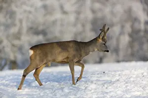 One male Roe Deer, (Capreolus capreolus)