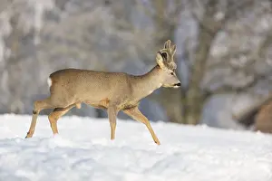 One male Roe Deer, (Capreolus capreolus)